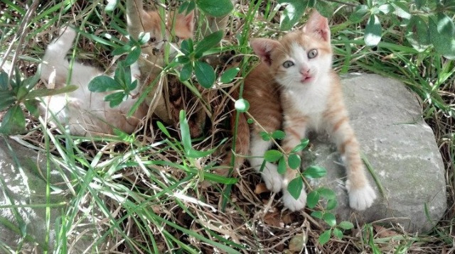 九游（jiuyou.com）游戏-区块链：数字化推动联盟交易的公开和安全，ⅰbc区块链