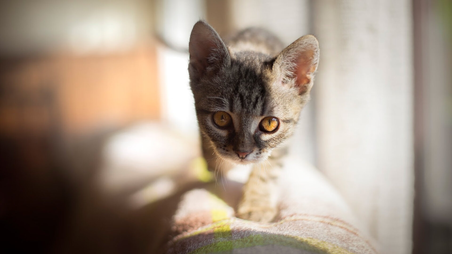 九游-电竞解说的风格：专业分析与幽默风趣，关于电竞解说的介绍