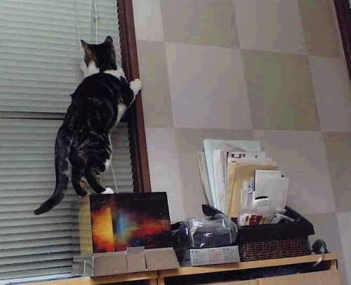 九游官网pc-赛场冲刺：终点前的极限速度大战，终点冲刺跑