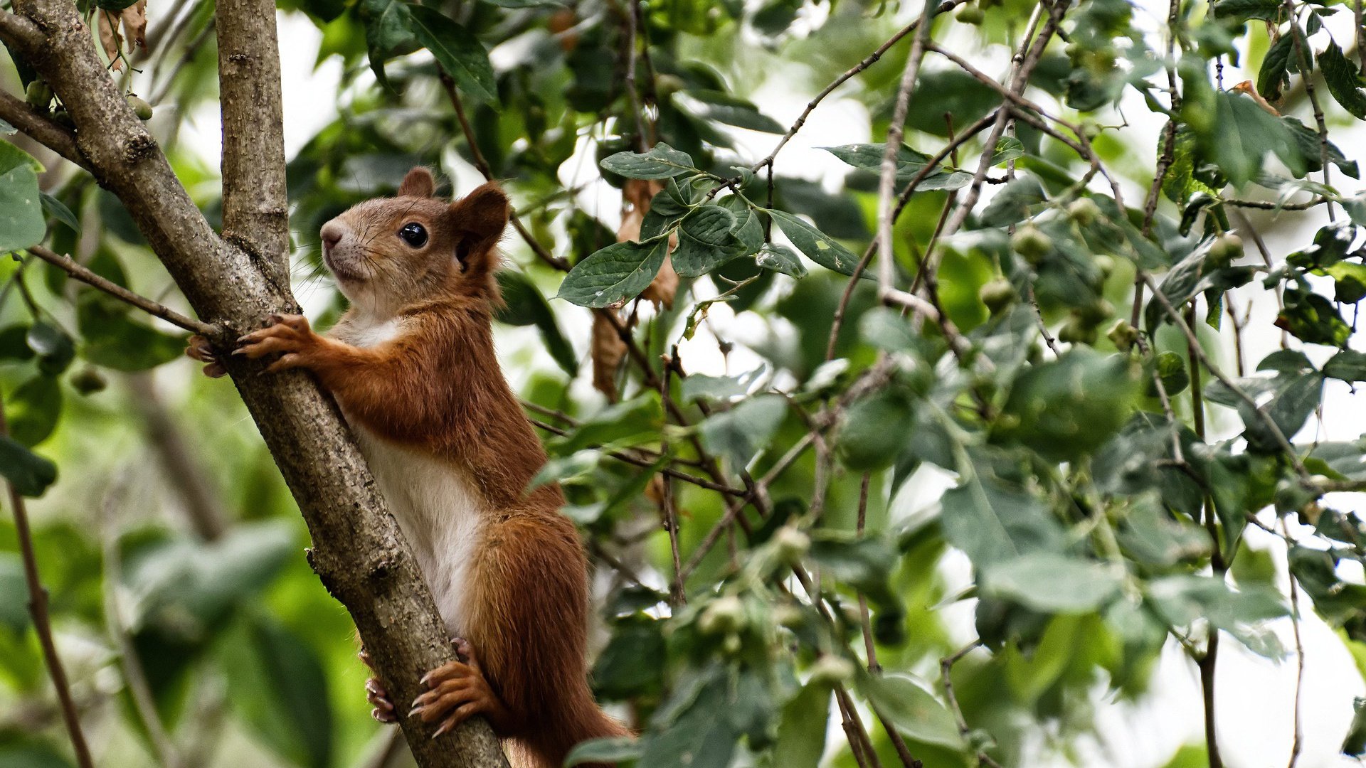女足世界杯官方纪念品上线,女足世界杯纪念币1991