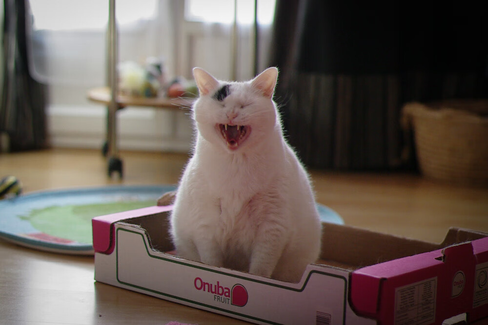 德国客场遭遇史上最惨痛失利,惨遭爆冷摩洛哥,摩洛哥和德国