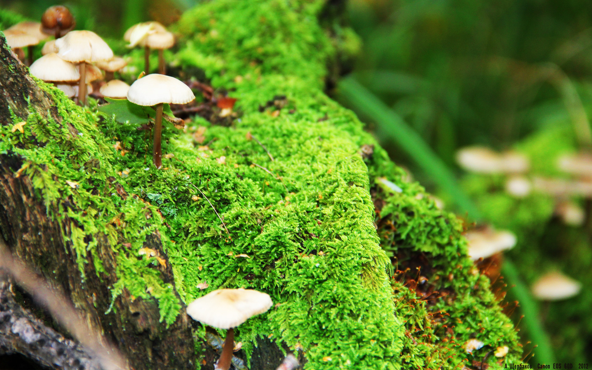 九游网页版官网-欧洲杯最佳年轻球员：西班牙队球员安苏·法蒂，欧洲杯西班牙的球星