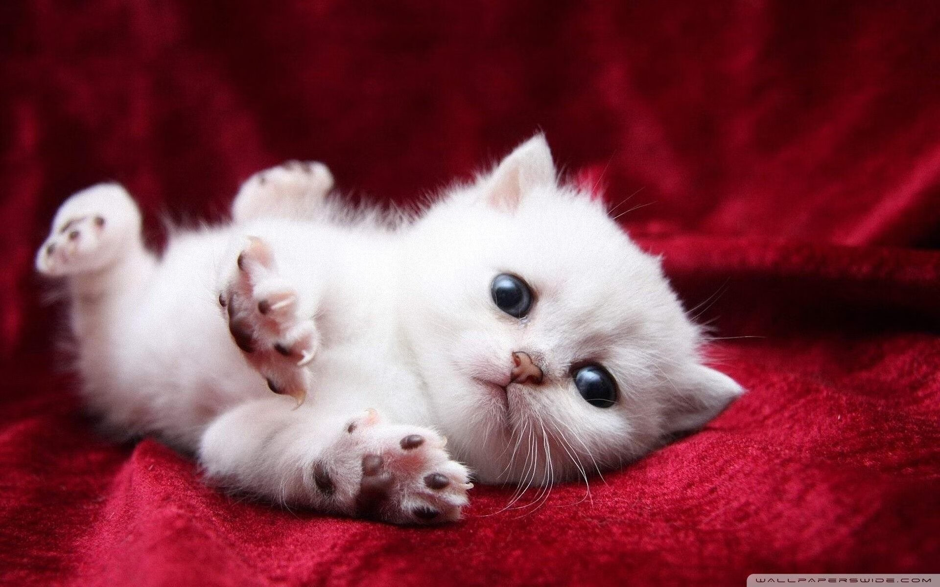 葡萄牙体育主场击败对手,葡萄牙赢比赛