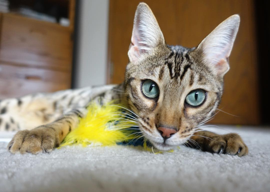 九游app下载中心-蒂贾内·萨卢恩在NBA夏季联赛中表现亮眼，萨内蒂职业生涯