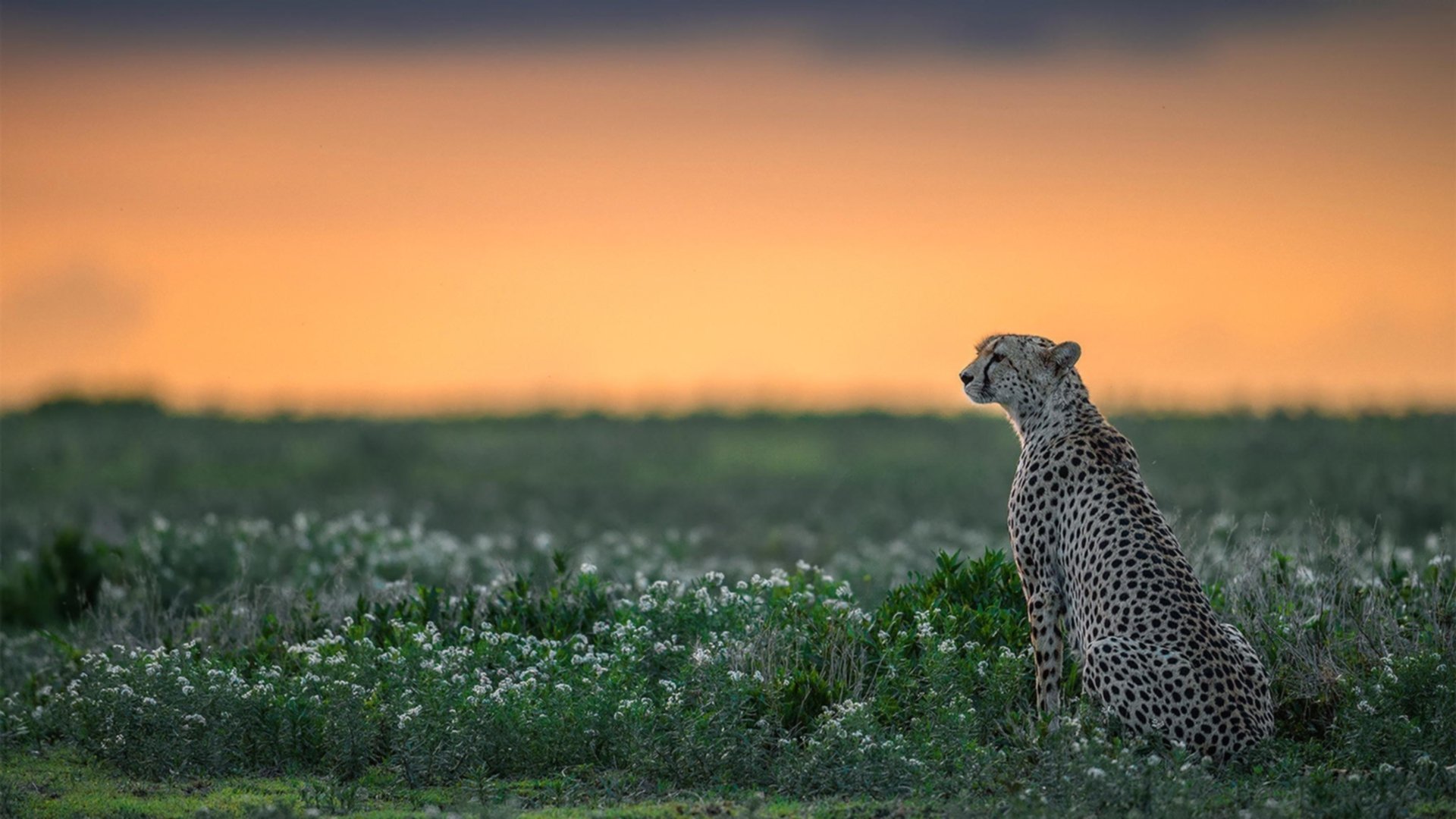 九游娱乐(jiuyou)官网-阿尔阿赫利关键比赛连胜，阿尔阿赫利哈米斯
