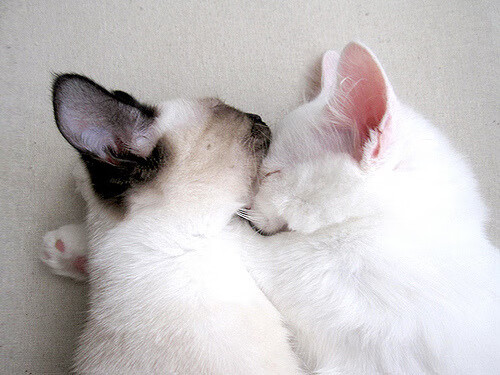 九游娱乐官网 (jiuyou)-希腊女篮在欧洲锦标赛中再夺金牌，传统强队心志坚定，希腊队 欧洲杯