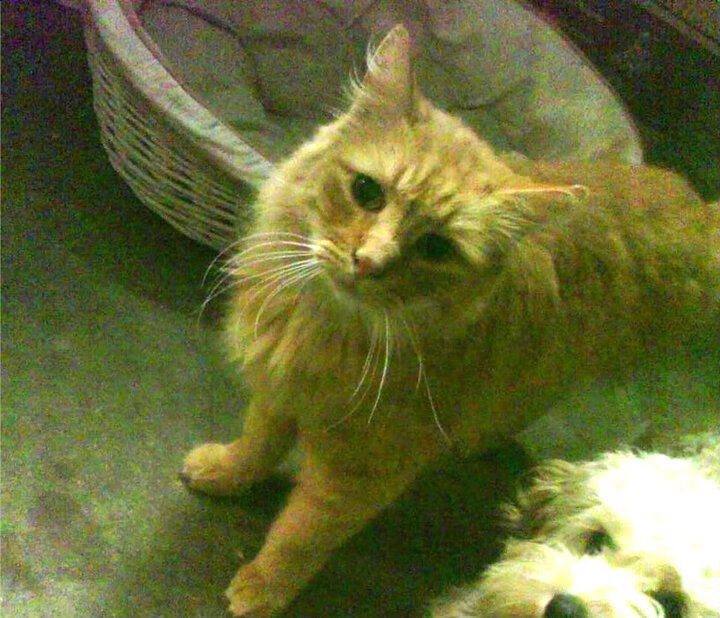 -拉文换手上篮出色体现灵活得分手感，拉文打球怎么样