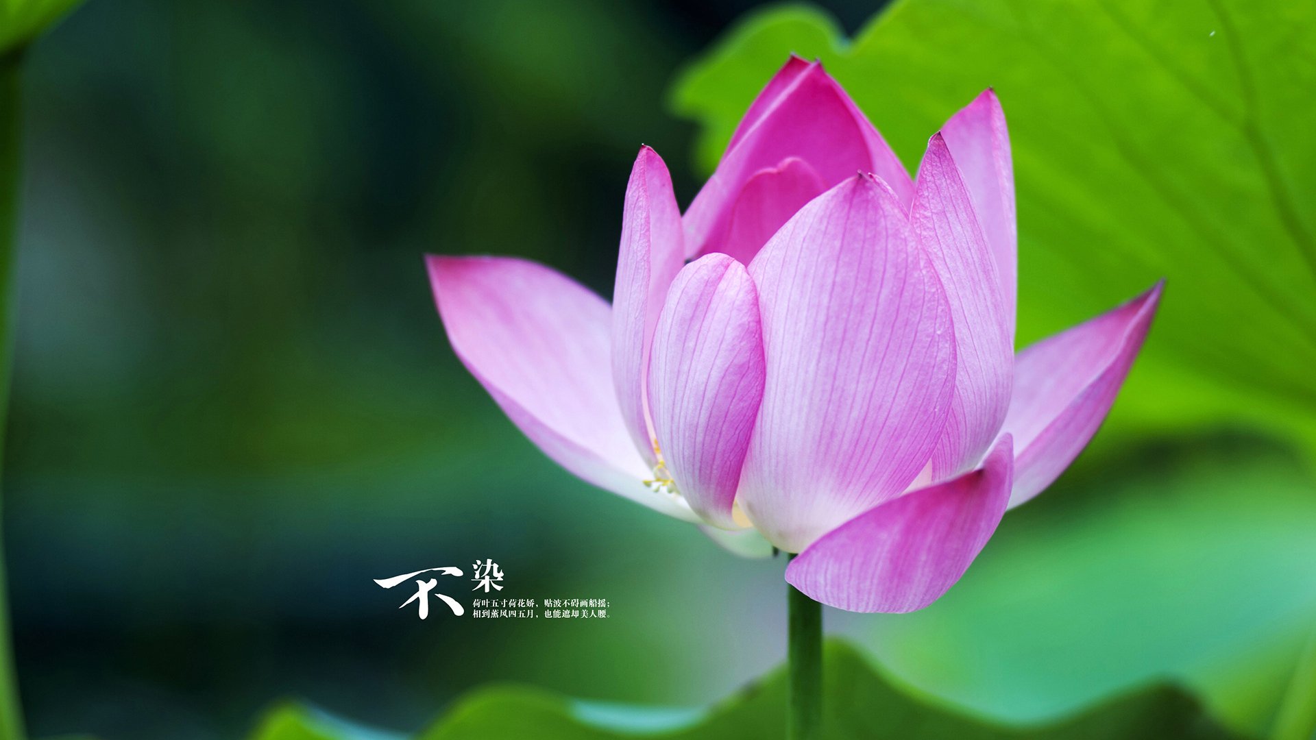 阿森纳青训持续发力,未来明星逐步成长